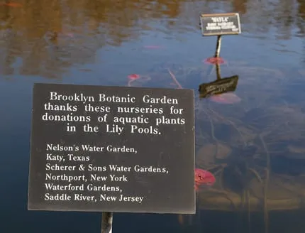 Nelson's Water Garden.