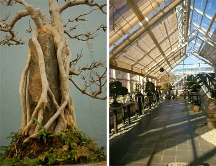 Bonsai Museum