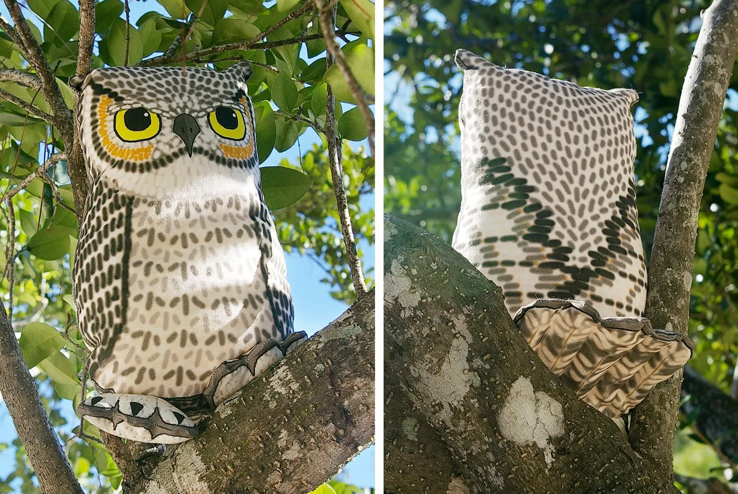 The Owl, an Elegant Fowl by Victoria Lasher